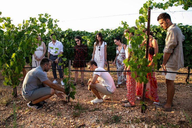 wine-experience-vineyard-wines-and-food
