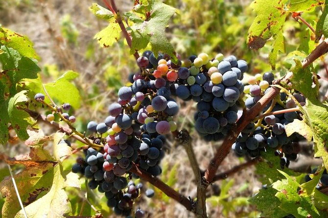 wine-lovers-tour-of-peljesac-peninsula
