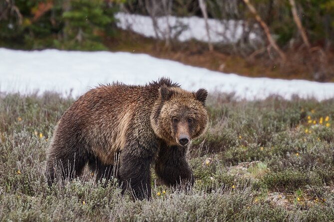 yellowstone-lower-loop-full-day-tour