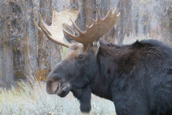 yellowstone-national-park-full-day-lower-loop-tour-from-jackson