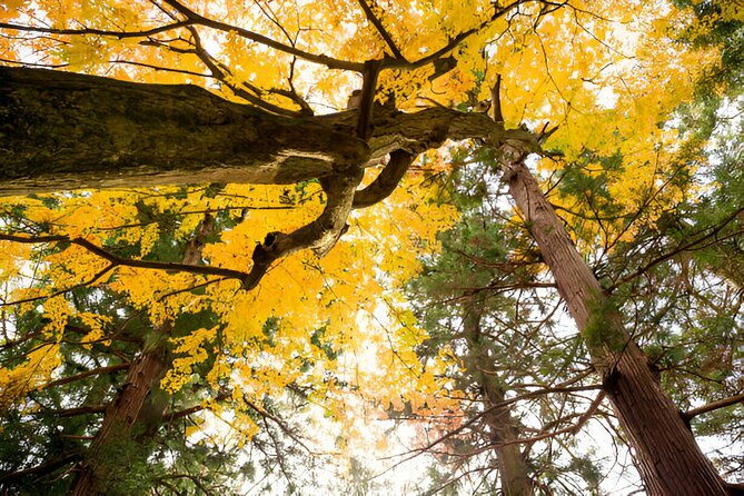 4-day-private-tour-mt-fuji-kamakura-hakone-nikko