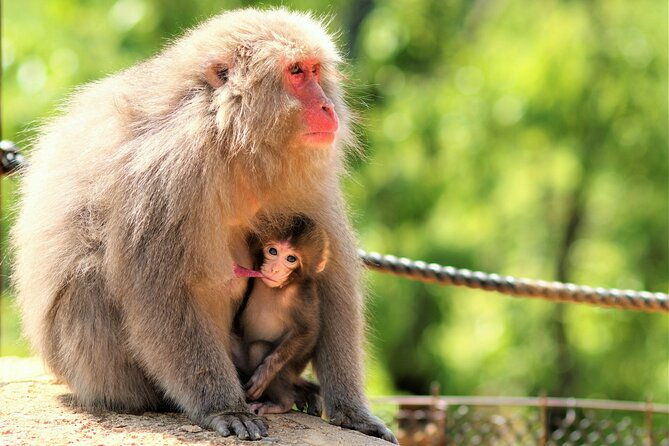 4-hours-arashiyama-and-arashiyama-monkey-park-tour