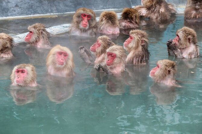 1-day-private-snow-monkey-zenkoji-temple-saketasting-naganotour