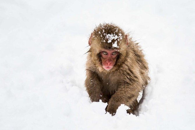 1-day-winter-tour-from-nozawa-onsen-snow-monkeys-zenko-ji-temple-sake