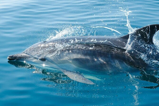 2-hour-dolphin-guided-safari-np-brijuni-from-fazana