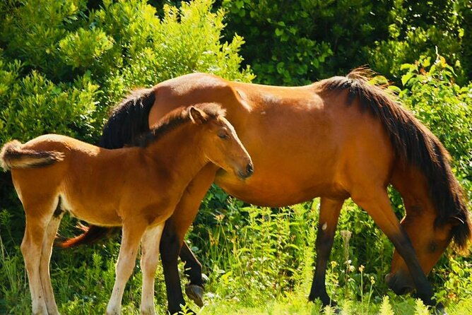 2-hour-outer-banks-wild-horse-tour-by-4wd-truck