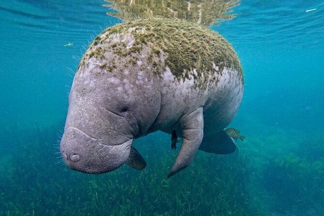 3-hour-small-group-all-inclusive-manatee-swim-with-photo-package