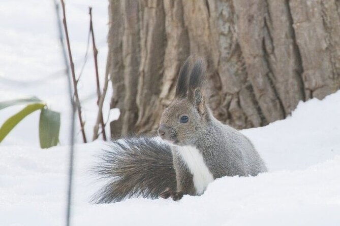 3-hours-snowshoe-hike-to-furepe-fall-and-wildlife-watching