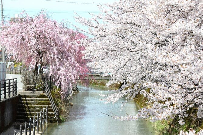 4-hour-unique-kanazawa-cherry-blossom-sakura-private-experience
