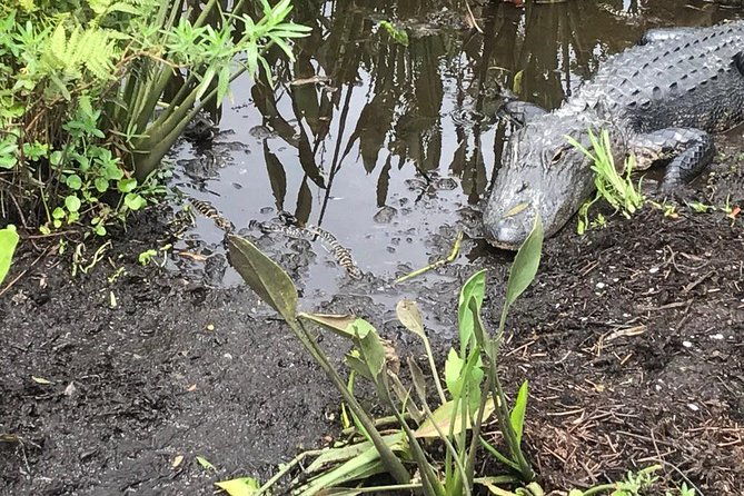 90-minute-everglades-airboat-tour-near-orlando-florida