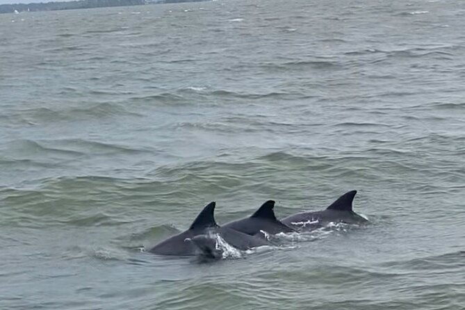 90-minute-private-dolphin-tour-in-hilton-head-island