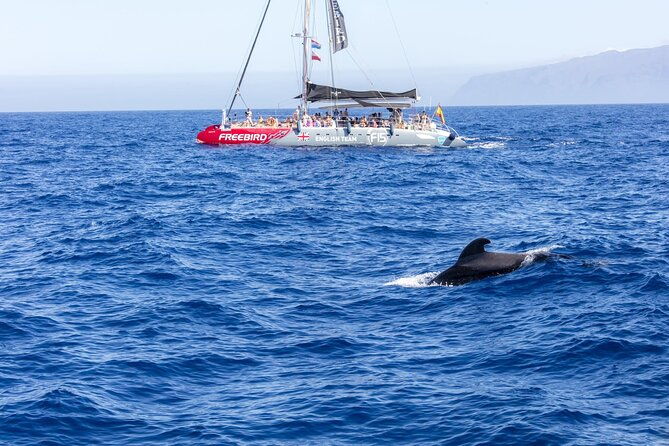 adults-only-tenerife-freebird-whale-dolphin-catamaran-with-lunch