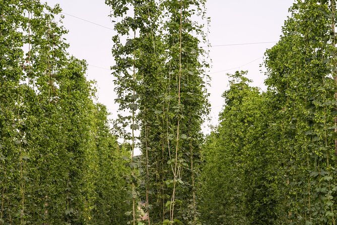agricultural-brewery-tour-in-the-roman-countryside
