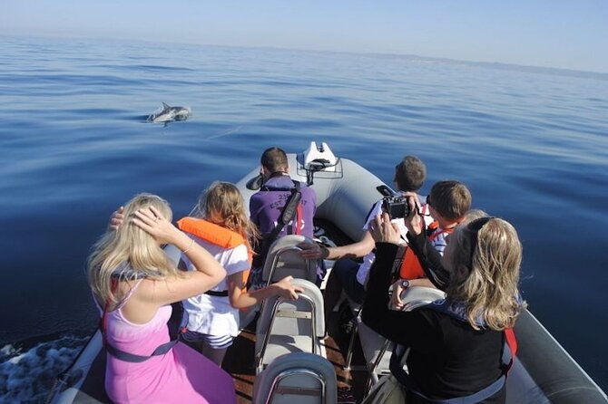 algarve-dolphin-watching-marine-life-eco-tour
