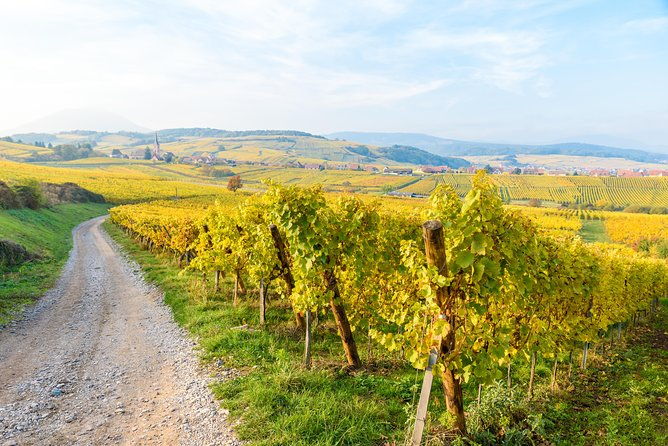 alsace-half-day-wine-tour-from-colmar