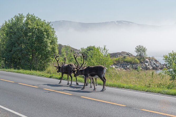 arctic-roadtrip-fjords-with-scenic-picnic-private
