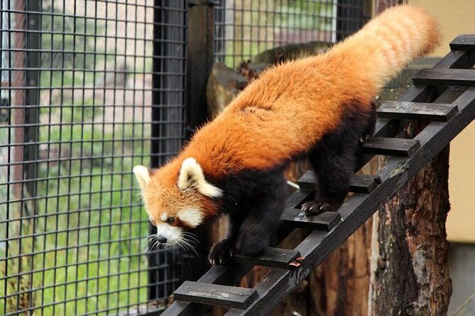 asahiyama-zoo-one-day-tour