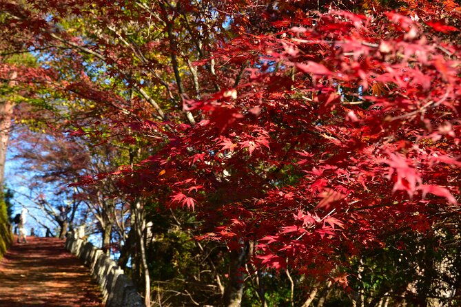 autumn-leaves-buddha-and-mt-yoshino-with-orange-picking-tour