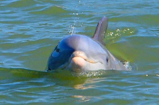 avis-premium-dolphin-tour-by-jet-ski