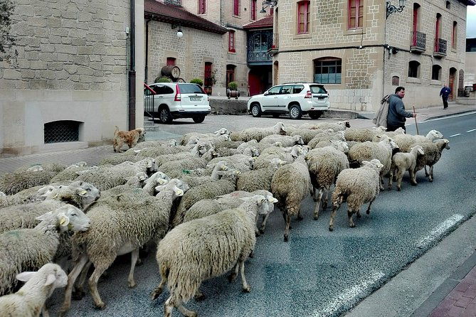 basque-cheese-and-txakoli-wine-private-gastronomic-adventure