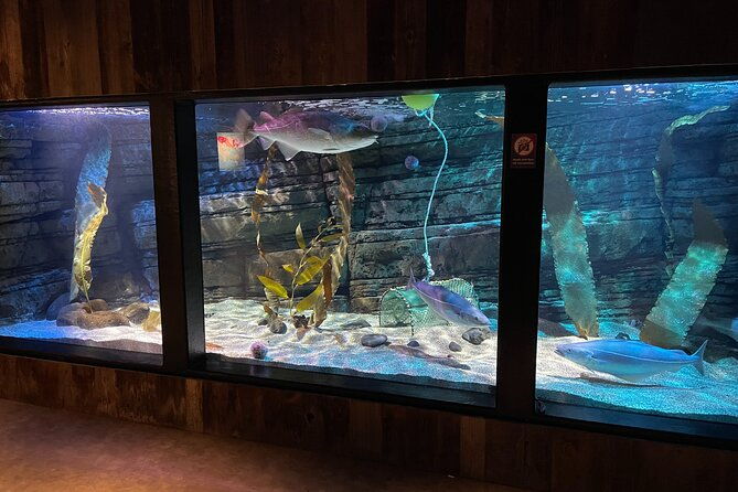 beluga-and-puffin-sanctuary-visitor-centre-with-aquarium