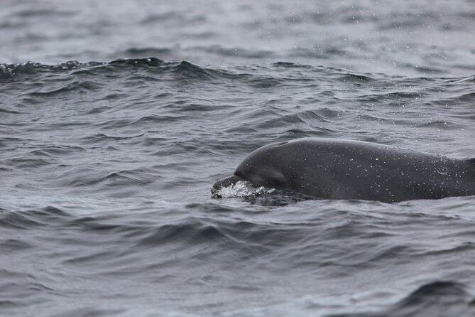 blasket-island-sea-life-rib-tour