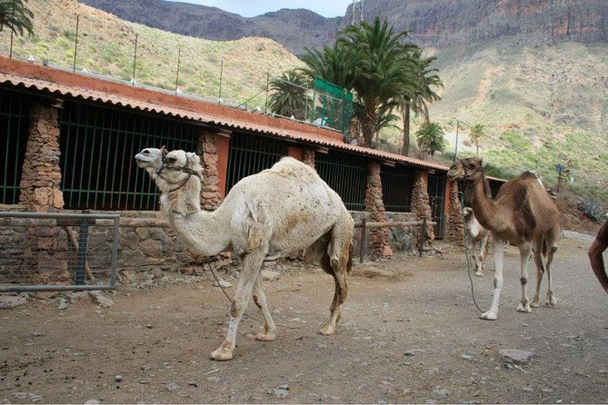 camel-ride-in-fataga-with-tapas-and-drinks