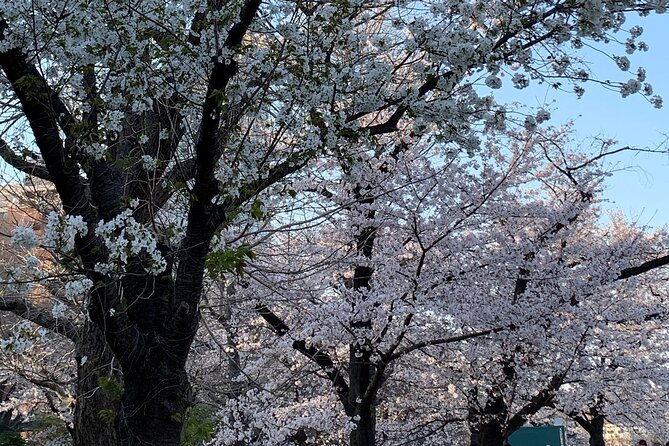 cherry-blossom-tour-in-tokyo