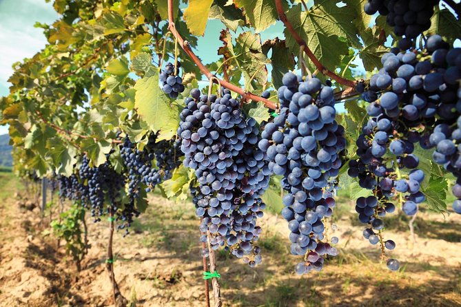 chianti-half-day-wine-tour-in-the-tuscans-hills-from-pisa