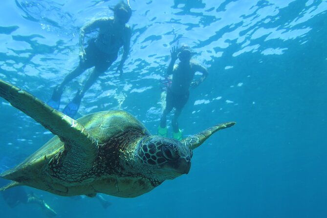 clear-bottom-kayak-and-snorkel-tour-at-turtle-town-makena