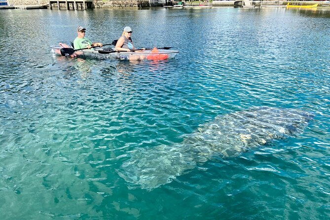 clear-kayak-tour-of-crystal-river