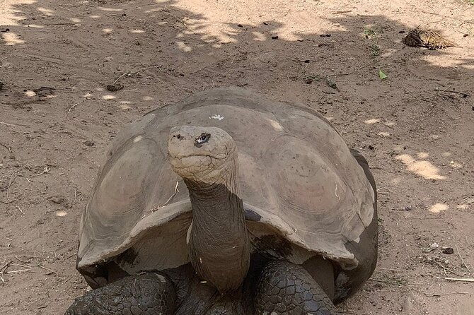 corsica-a-cupulatta-turtle-park-skip-the-line-admission-ticket