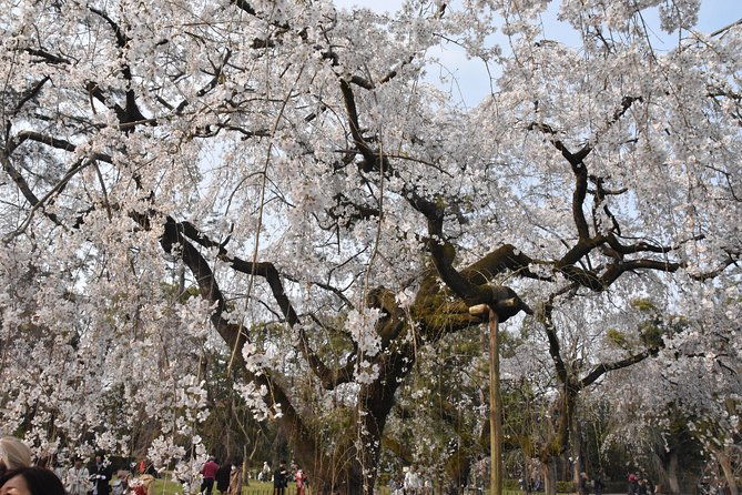 cycle-kyotos-hidden-gems-gion-stroll-2