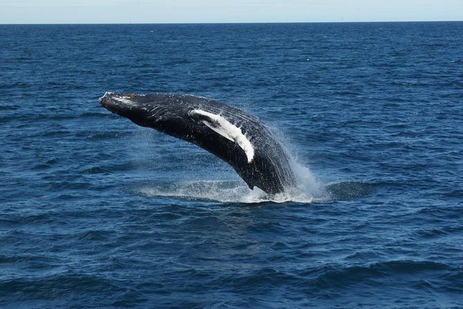 deluxe-whale-watching-and-whales-of-iceland-exhibition-combo-from-reykjavik