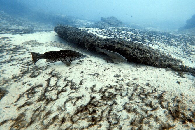 discover-scuba-diving-in-costa-calma