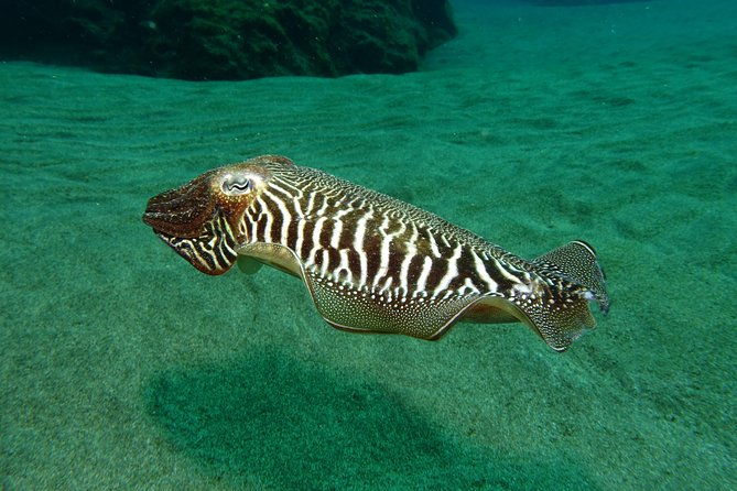 discover-the-underwater-world-of-lanzarote