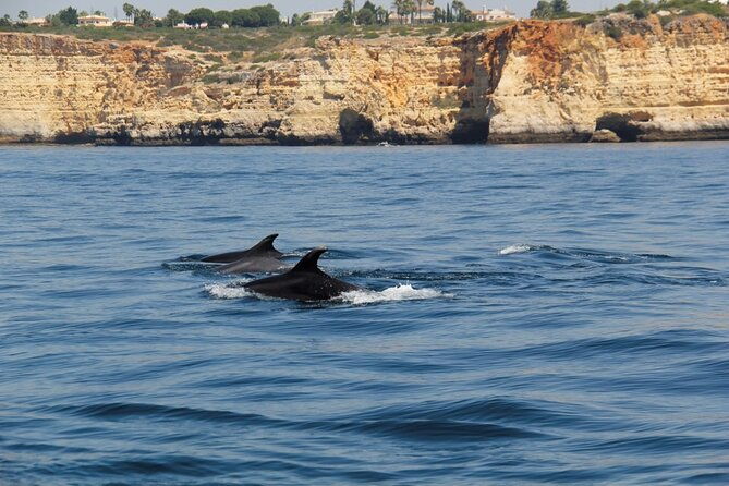 dolphin-and-whale-watching-in-lagos