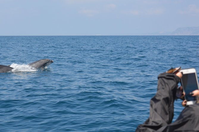dolphin-watching-and-boat-tour-in-sesimbra