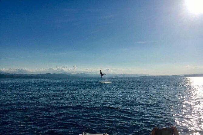 dolphin-watching-and-snorkeling-in-figarolo-in-sardinia