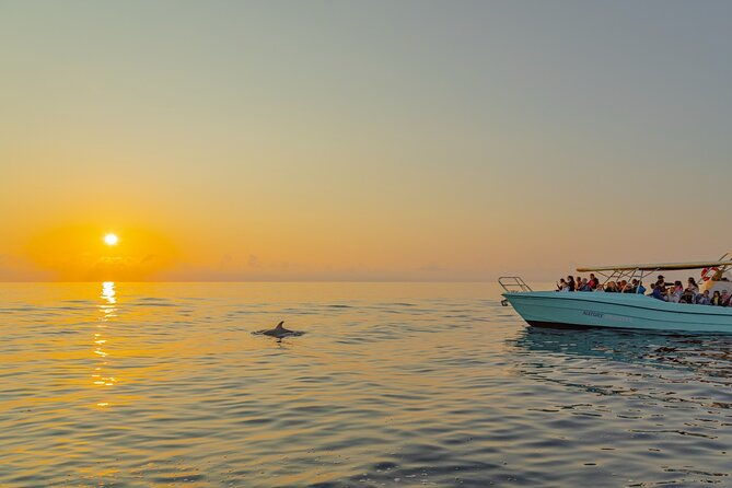 dolphin-watching-by-boat