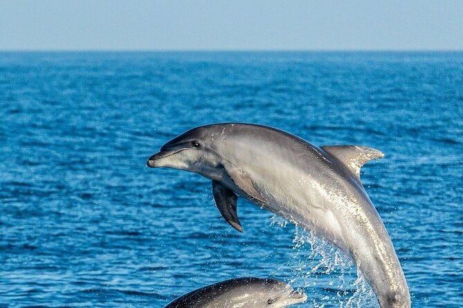 dolphin-watching-excursion-in-gibraltar