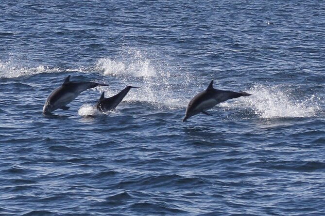 dolphin-watching-from-faro