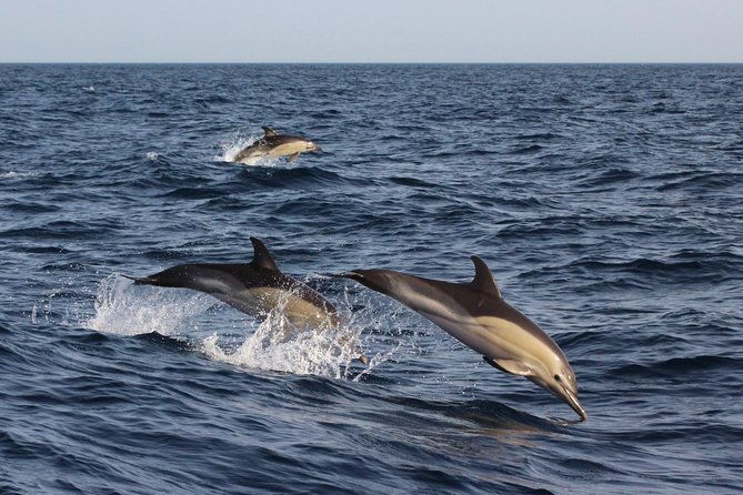 dolphin-watching-in-marina-de-lagos