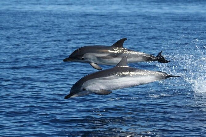dolphin-watching-tour-with-snorkeling-from-olbia