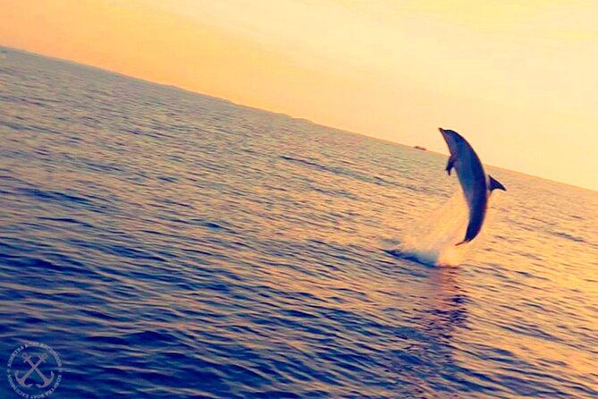 dolphins-watching-in-the-national-park-brijuni-from-pula