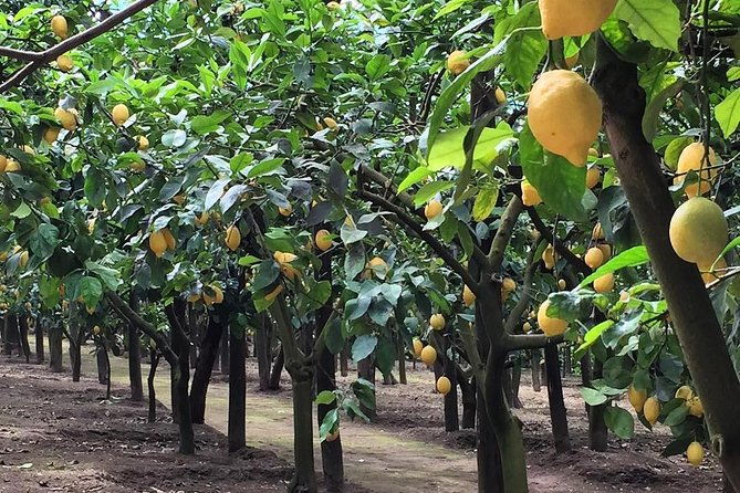 e-bike-food-and-wine-tour-in-the-sorrento-peninsula