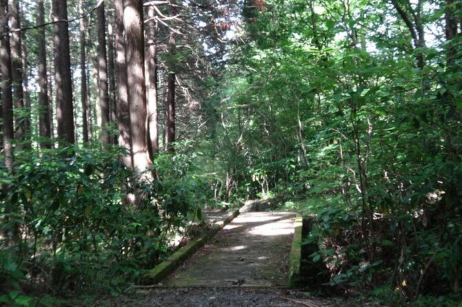 easygoing-nature-walk-in-hakone-tour