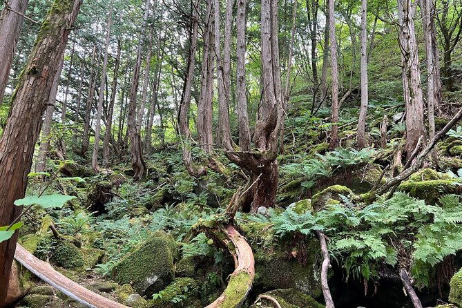 ebike-tour-in-lake-shirakaba-and-tateshina-highland-japan