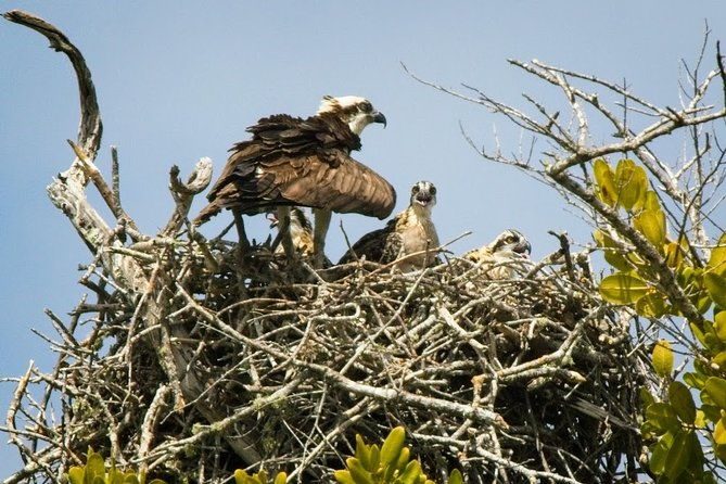 everglades-national-park-biologist-led-adventure-cruise-hike-airboat
