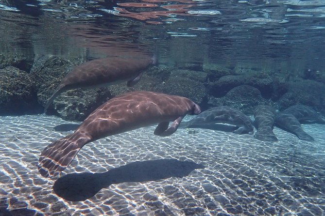 exclusive-small-group-vip-heated-manatee-snorkel-tour